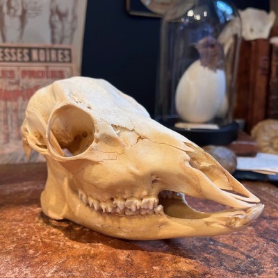 Crâne de Chevreuil d'Europe - Capreolus capreolus