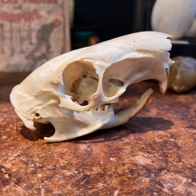 Black Agouti skull - Dasyprocta fuliginosa