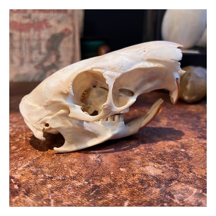 Black Agouti skull - Dasyprocta fuliginosa Black Agouti skull - Dasyprocta fuliginosa