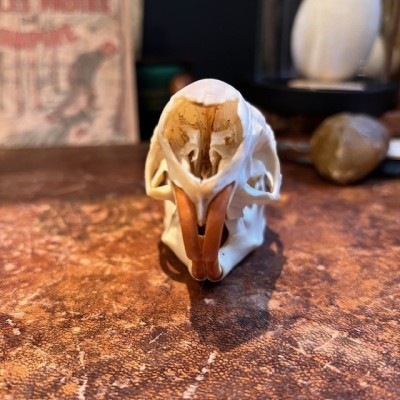 Black Agouti skull - Dasyprocta fuliginosa