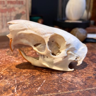 Black Agouti skull - Dasyprocta fuliginosa