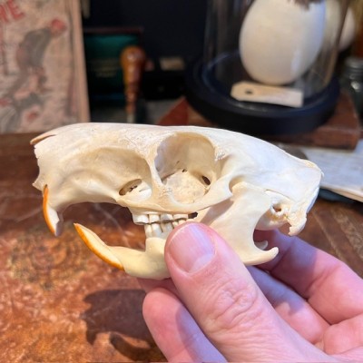 Black Agouti skull - Dasyprocta fuliginosa
