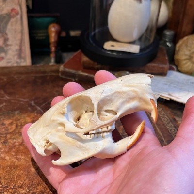 Black Agouti skull - Dasyprocta fuliginosa