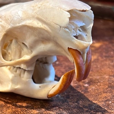Black Agouti skull - Dasyprocta fuliginosa