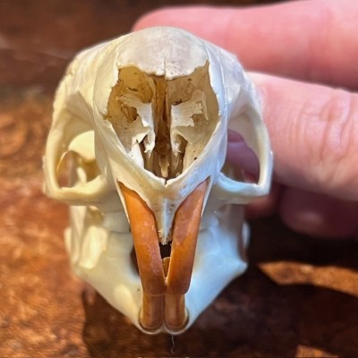 Black Agouti skull - Dasyprocta fuliginosa