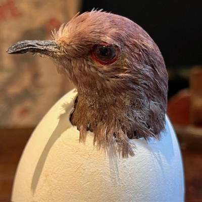 Colombe rousse d'Amérique du Sud dans un oeuf sous cloche