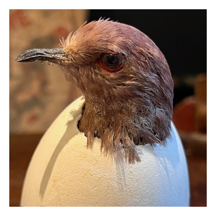 Ruddy ground dove in an egg under a glass dome Ruddy ground dove in an egg under a glass dome