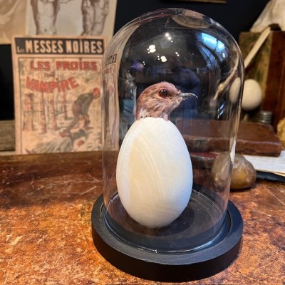 Ruddy ground dove in an egg under a glass dome