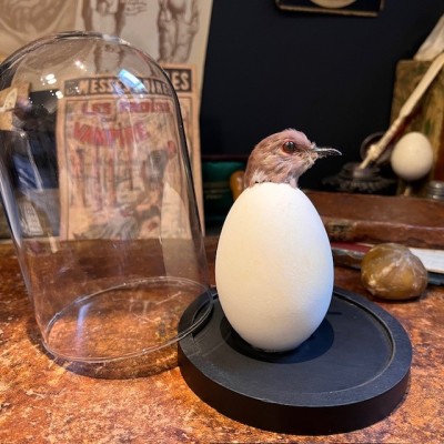 Ruddy ground dove in an egg under a glass dome