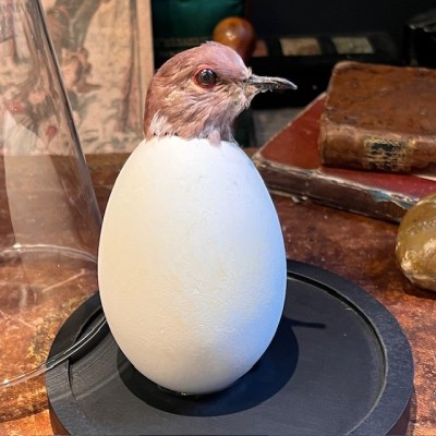 Ruddy ground dove in an egg under a glass dome