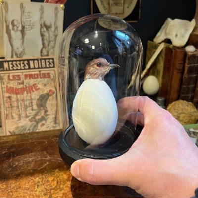 Ruddy ground dove in an egg under a glass dome