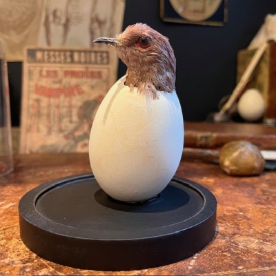 Colombe rousse d'Amérique du Sud dans un oeuf sous cloche