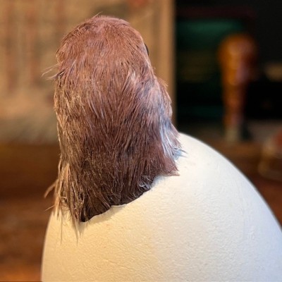 Colombe rousse d'Amérique du Sud dans un oeuf sous cloche