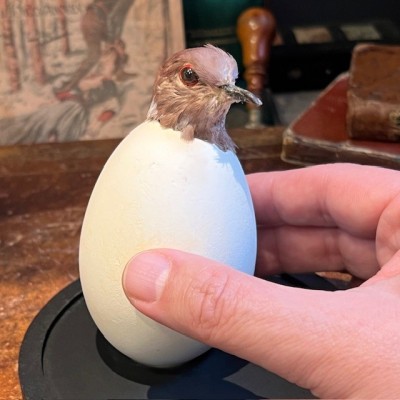 Ruddy ground dove in an egg under a glass dome