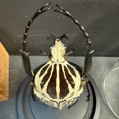 Scarab under a globe : Goliathus Orientalis male