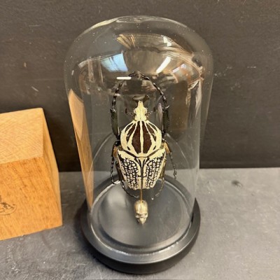 Scarab under a globe : Goliathus Orientalis male