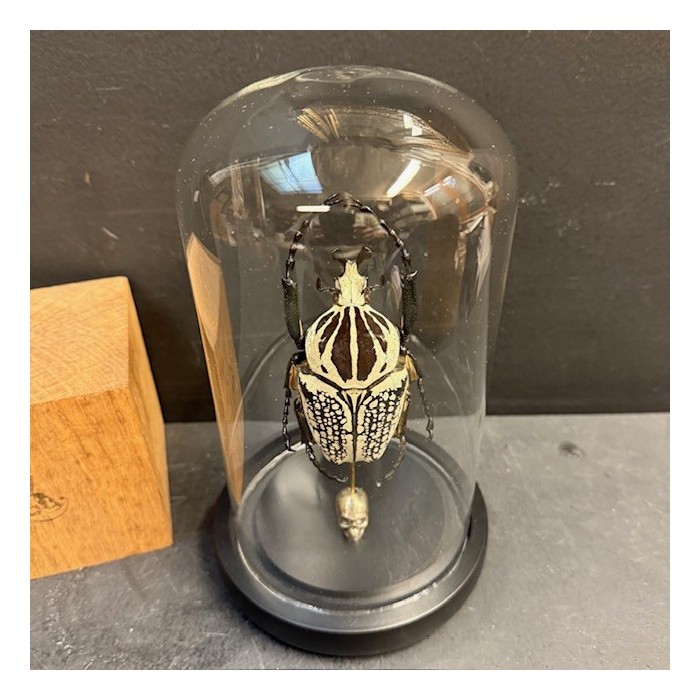 Scarab under a globe : Goliathus Orientalis male