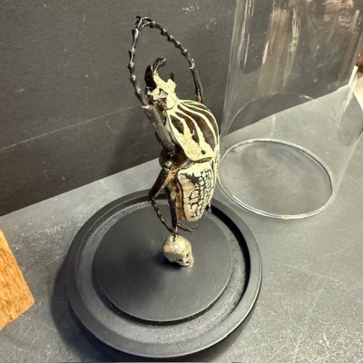 Scarab under a globe : Goliathus Orientalis male