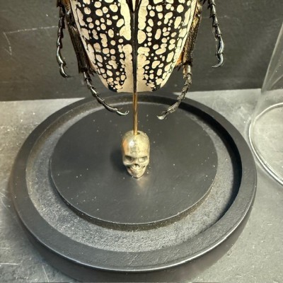 Scarab under a globe : Goliathus Orientalis male