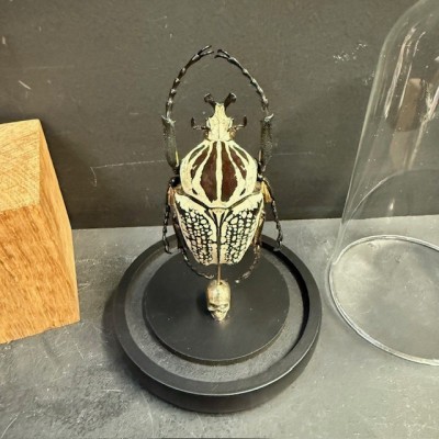 Scarab under a globe : Goliathus Orientalis male