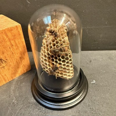 Asian hornets on a wasp nest under a bell jar