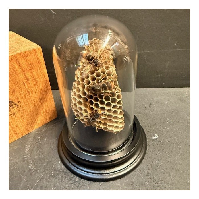 Asian hornets on a wasp nest under a bell jar Asian hornets on a wasp nest under a bell jar