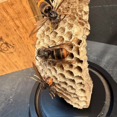 Asian hornets on a wasp nest under a bell jar