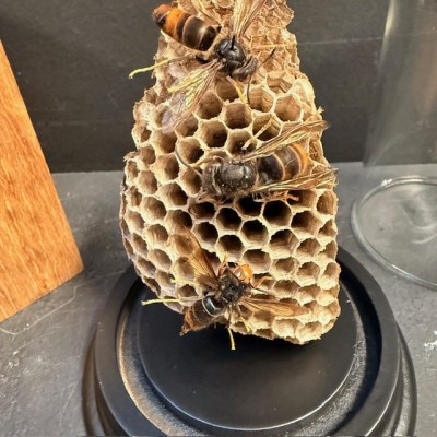 Asian hornets on a wasp nest under a bell jar