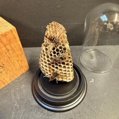 Asian hornets on a wasp nest under a bell jar