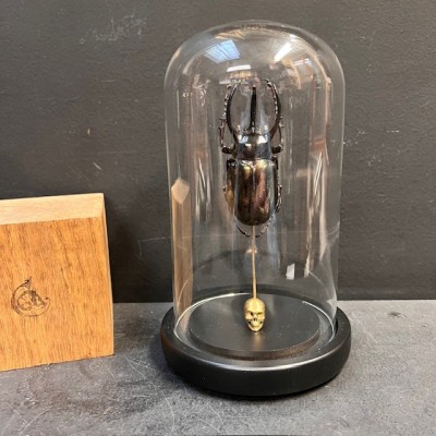 Chalcosoma atlas Scarab - Scarab under a glass dome