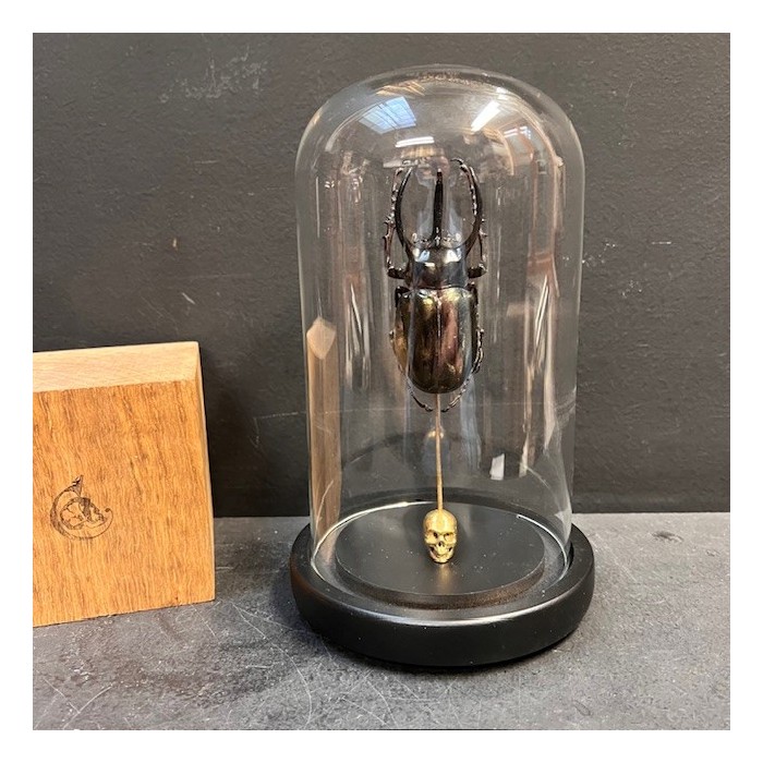 Chalcosoma atlas Scarab - Scarab under a glass dome
