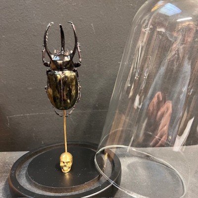 Chalcosoma atlas Scarab - Scarab under a glass dome