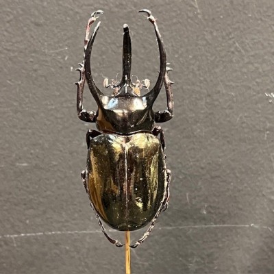 Chalcosoma atlas Scarab - Scarab under a glass dome