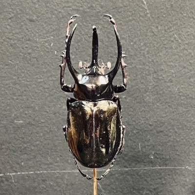 Chalcosoma atlas Scarab - Scarab under a glass dome
