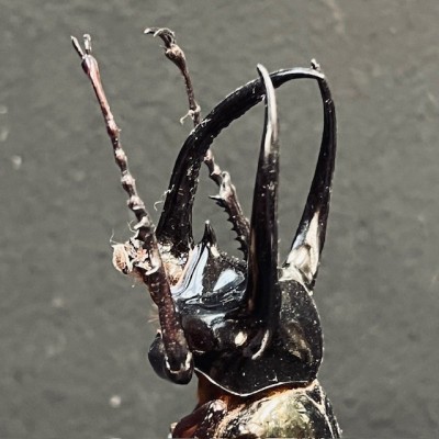 Chalcosoma atlas Scarab - Scarab under a glass dome