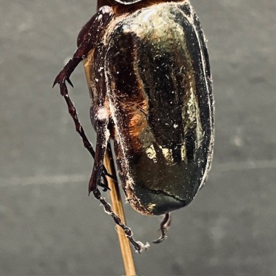 Chalcosoma atlas Scarab - Scarab under a glass dome
