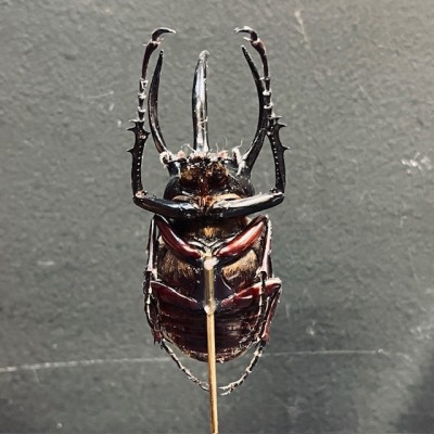 Chalcosoma atlas Scarab - Scarab under a glass dome