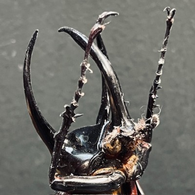 Chalcosoma atlas Scarab - Scarab under a glass dome