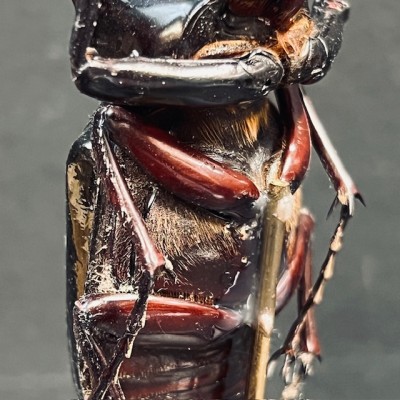 Chalcosoma atlas Scarab - Scarab under a glass dome