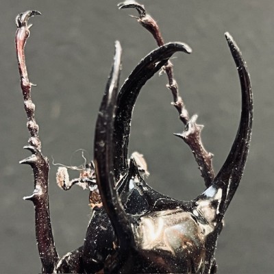 Chalcosoma atlas Scarab - Scarab under a glass dome