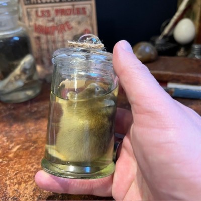 Russian hamster - Wet specimen in jar - Phodopus sungorus