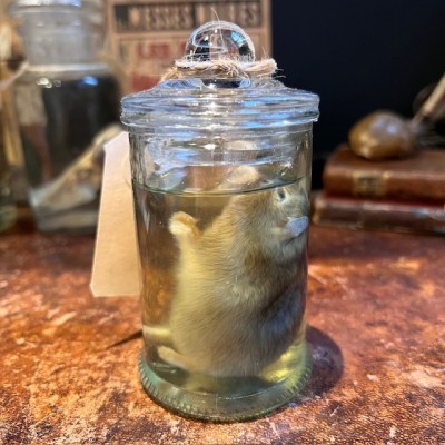 Russian hamster - Wet specimen in jar - Phodopus sungorus