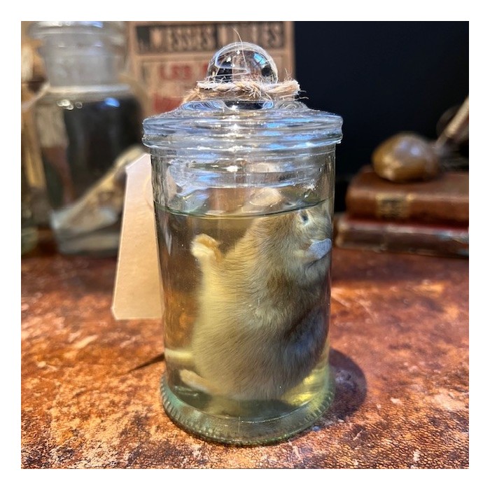 Hamster russe - Spécimen humide en fluide - Phodopus sungorus