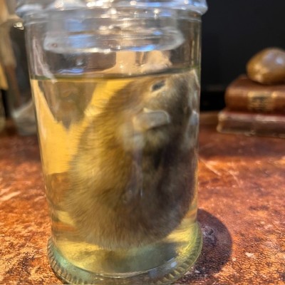 Hamster russe - Spécimen humide en fluide - Phodopus sungorus