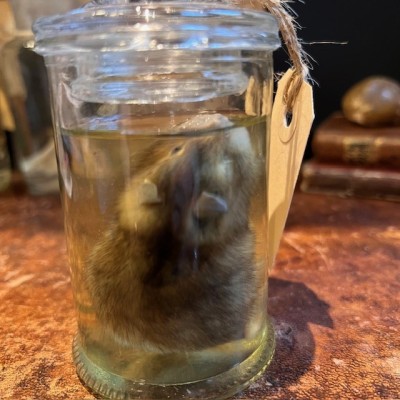 Hamster russe - Spécimen humide en fluide - Phodopus sungorus