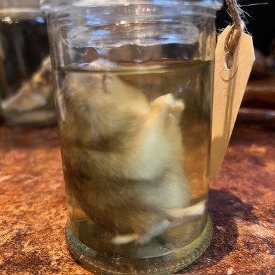 Hamster russe - Spécimen humide en fluide - Phodopus sungorus