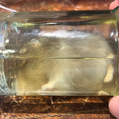 Russian hamster - Wet specimen in jar - Phodopus sungorus