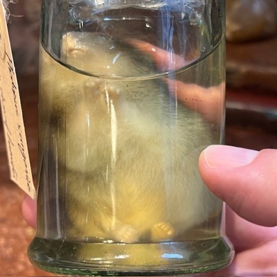 Hamster russe - Spécimen humide en fluide - Phodopus sungorus