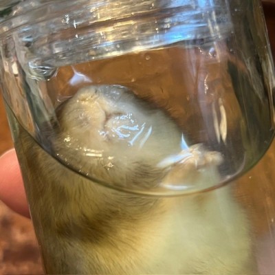 Russian hamster - Wet specimen in jar - Phodopus sungorus