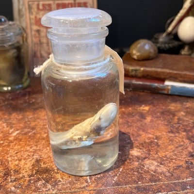 Meerkat - Wet specimen in jar - Suricata suricatta